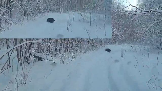 11.12.2021 Кабаны на видеорегистраторе смотреть онлайн