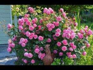 Леонардо да Винчи Leonardo da Vinci Meilland, 1993 Флорибунда (Floribunda)