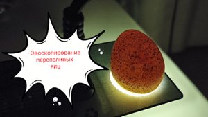 Инкубация перепелиных яиц. Овоскопирование.
