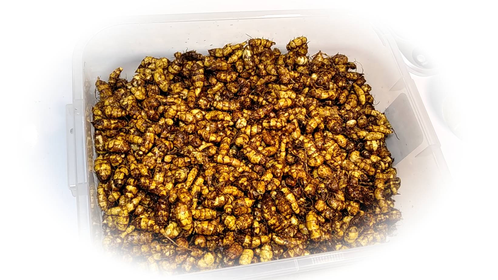 Чуфа в Сибири в грядах с капельным поливом . Часть 2- сбор урожая, дегустация  2023