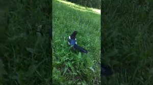 Сорочонок выкормыш