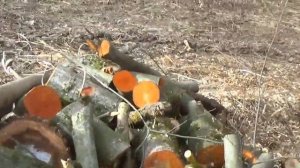 Где найти дерево для резьбы. Много и бесплатно