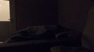 Прятки с Французский бульдогом!!