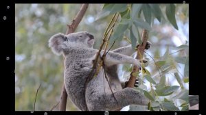 KOALA