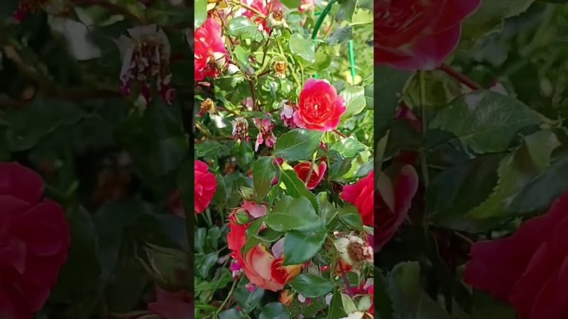 Gebruder Grimm Гебрюдер гримм Kordes Германия, 2002 Флорибунда (Floribunda)
