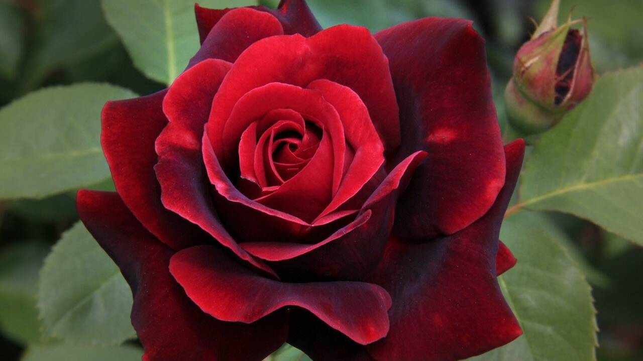 Обрезка высоких чайно-гибридных роз. Питомник Роз Полины Козловой rozarium.bi смотреть онлайн