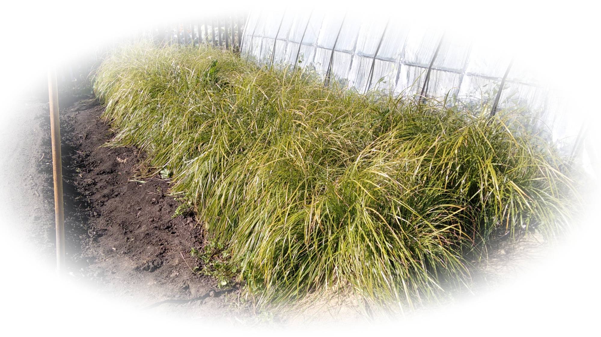 Чуфа в Сибири в грядах с капельным поливом. Часть 1- рассада и рост 2023