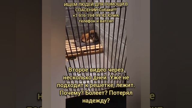 Помогите спасти пёсика
