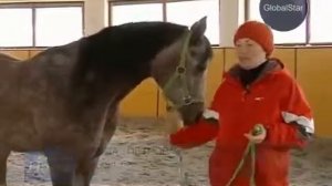 GLOBAL STAR TV P R O HORSE #22 АРАБСКИЕ ЛОШАДИ #01