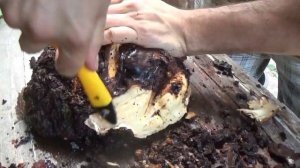 Как удалить кору с сувеля без повреждения древесины.