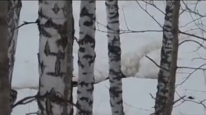 Охота капканами 159. Семейка бобров