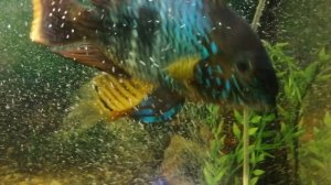 Скалярия 🐠