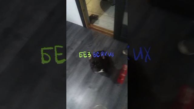 Миса