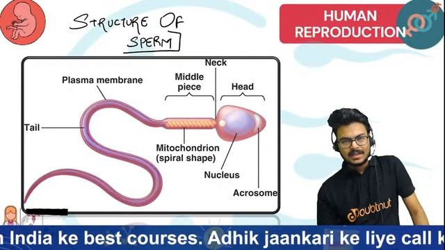 NCERT | HUMAN REPRODUCTION - L10 | Bio | Class- 12 | English Medium | Vinay Sir | 11 AM | Doubtnut