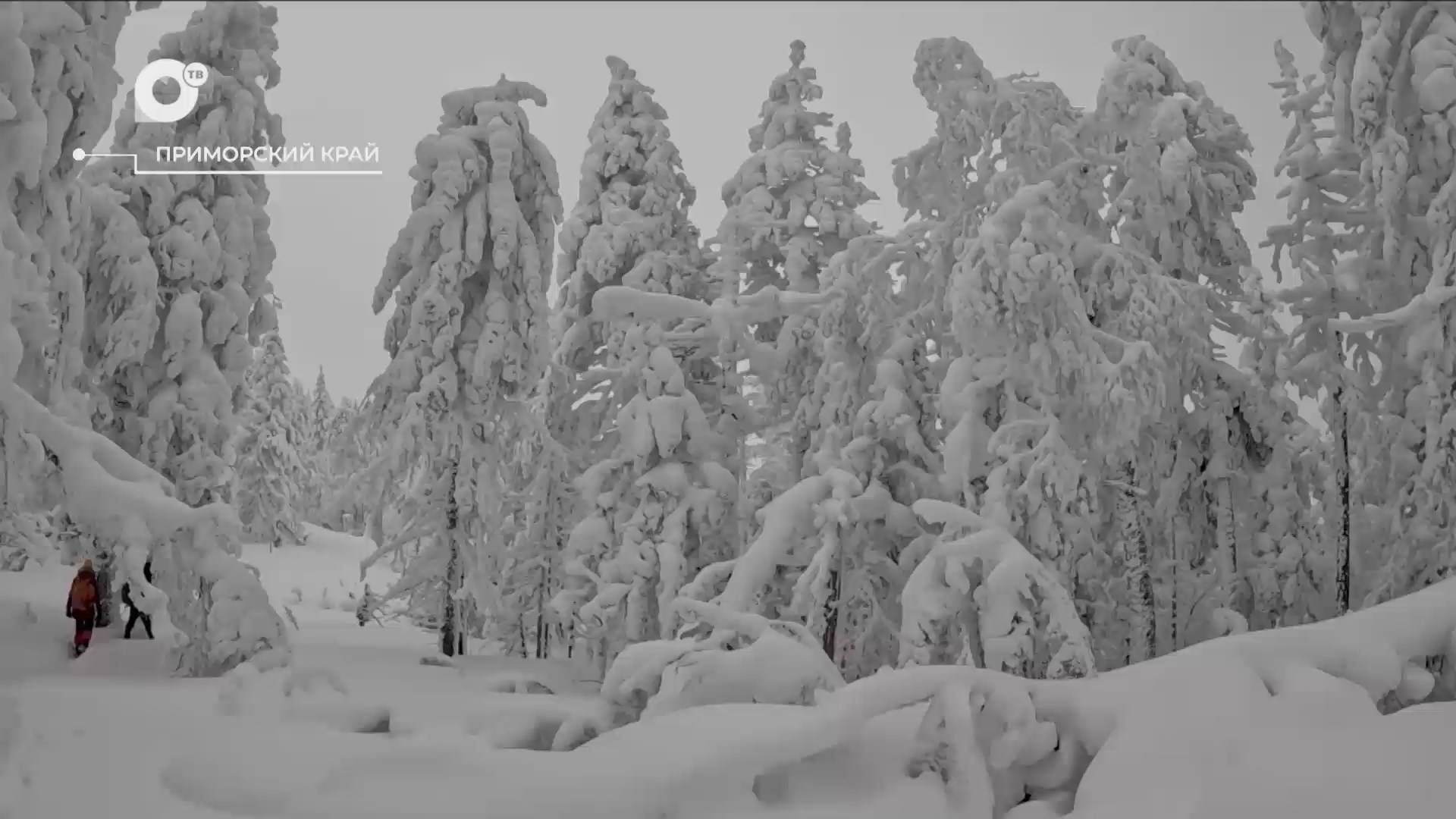 Разведка блогом / Восхождение на гору Изюбриная / 14.01.25