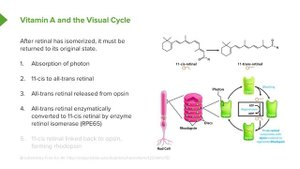 01.03 Vitamin A Color Detection, Visual Cycle and Retinoic Acid Function