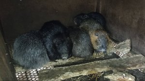 Утренний ПРИКОРМ. Переселяю САМКУ НУТРИИ с малышом. 05.01.25