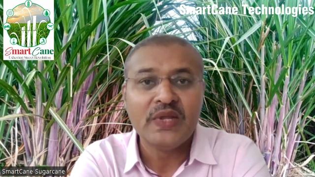 How to grow sugarcane 100 MT per acre using precision agriculture methods. SmartCane Sugarcane.
