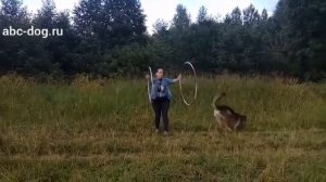 Трюки. Немецкая овчарка. Обручи.