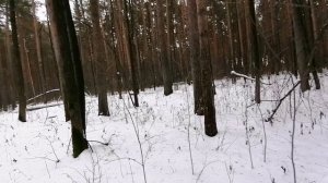 Звуки природы.