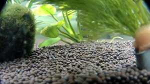 Live_Aquarium
