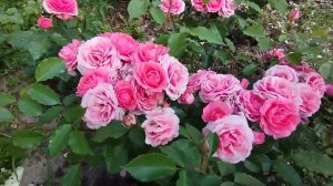 Ю Ар Бьютифул You're Beautiful Gareth Fryer Великобритания, 2007 Флорибунда (Floribunda)