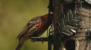 4334554-uhd_3840_2160_24fps