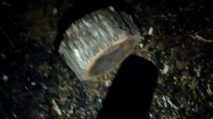 Запасаюсь деревом после вырубки городской службой