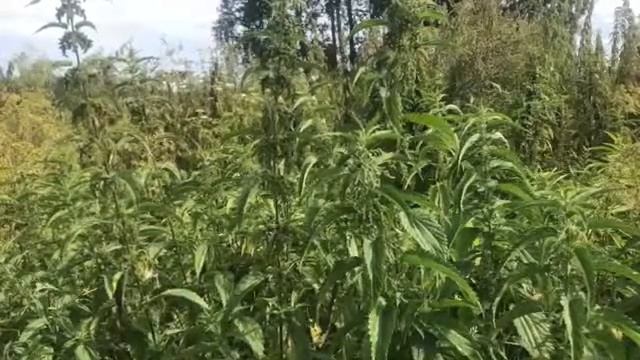 Урок  3 КРАПИВА часть 2 Курс обучения травника _100 главных трав Руси_