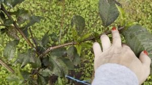 Остались считанные дни до отпуска! Муж на чердаке, я сажаю самшиты
