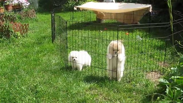 Шпицы мальчики 2, 5 месяца. Two Spitz boys 2,5 mon смотреть онлайн