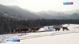 Зимовка проходит в штатном режиме