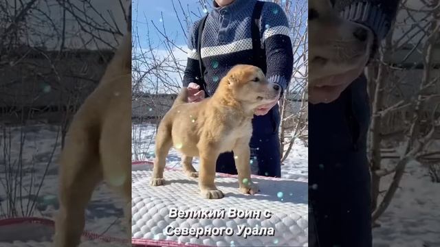 Великий Воин 1,5 месяца САО