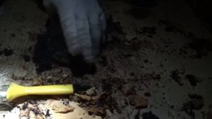 Варю и удаляю кору с Капа и Сувеля.