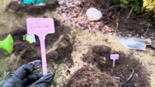 Сад с душой. Закладываю сад пионов! Распаковка! Посадил и забыл. Дача весной. Сад своими руками.