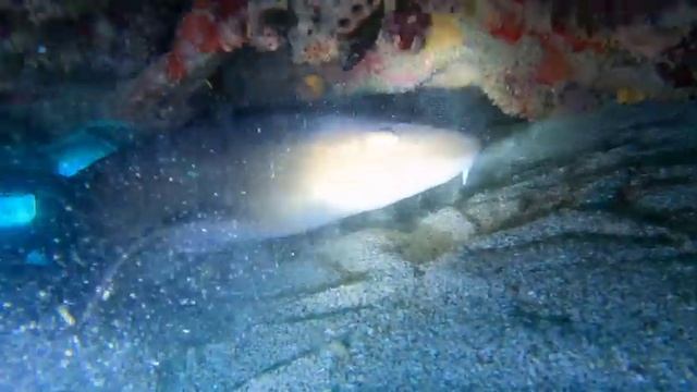 Guantanamo Bay, Cuba - Underwater Paradise смотреть онлайн