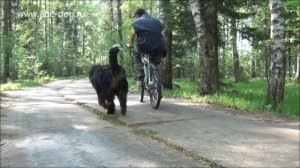 Бернский зенненхунд Виконт
