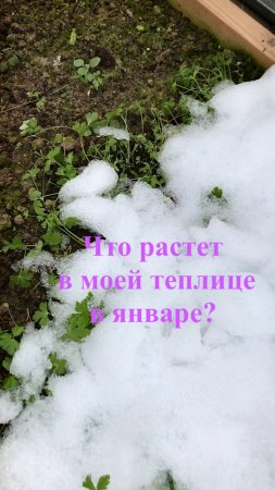 Что растет в моей теплице в январе?