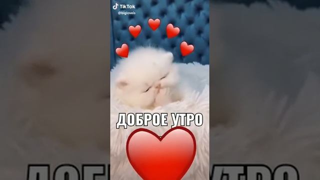 С добрым утром на котятах 🐈