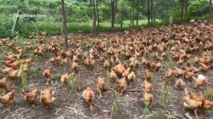 How to raise free-range chickens for meat and eggs.