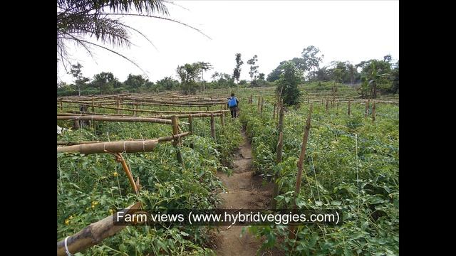 Instructional Video on A-Z commercial tomato Cultivation