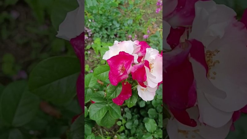 Occhi di Fata ® (BARfata) Окки ди Фата Enrico Barni Италия, 2004 Флорибунда (Floribunda)
