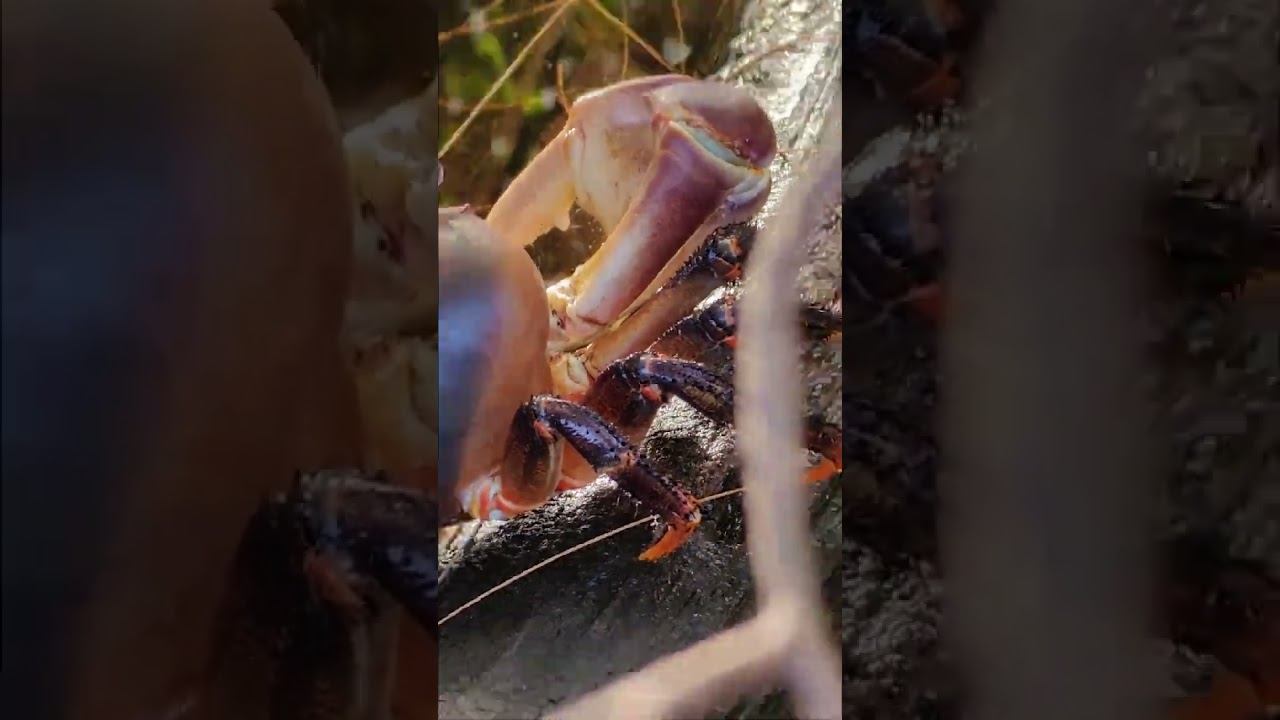 Вот ЭТО ДА, какой ОГРОМНЫЙ КРАБ! Путешествуем с АЛИСОЙ на СЕЙШЕЛАХ