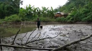 How to harvesting Giant Clams in home ponds for sale to the market | Trieu Mai Huong.