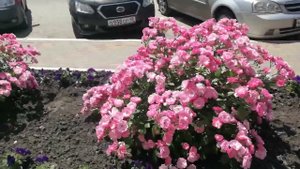 Обзор розы Ангела