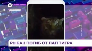 Подтвердилась информация о нападении тигра на человека в Дальнереченском округе