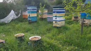 что лучше развивается ОТВОДОК или РОЙ?|пчеловодство|