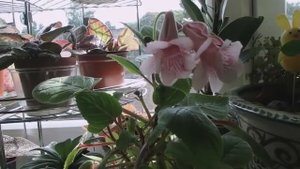 влог - обо всём понемножку)) посылки, Муха, примерки . Рената Смирнова. Рига