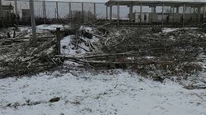 Ст.Барыбино.14.01.2025.А/станция Барыбино (восточная). Вывоз ликвидированнвз деревьев с 1.10.2025.