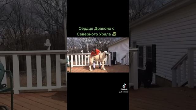 Дракоша со своей хозяйкой